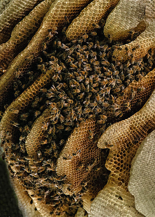 Busy Bee Hive Photograph by Lynnae Pedersen - Fine Art America