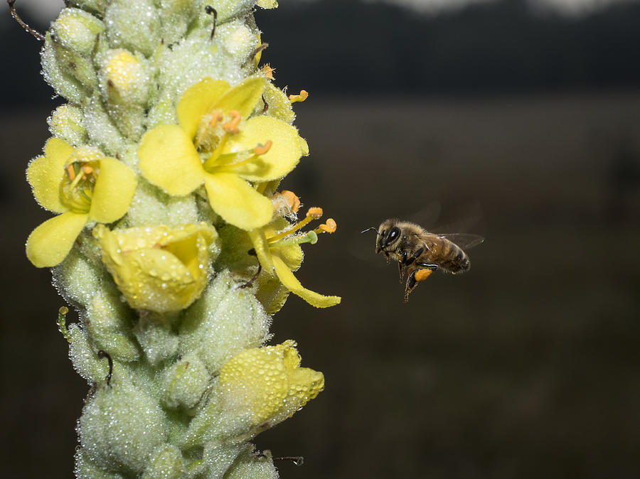 Busy Bee Photograph by Ian Johnson