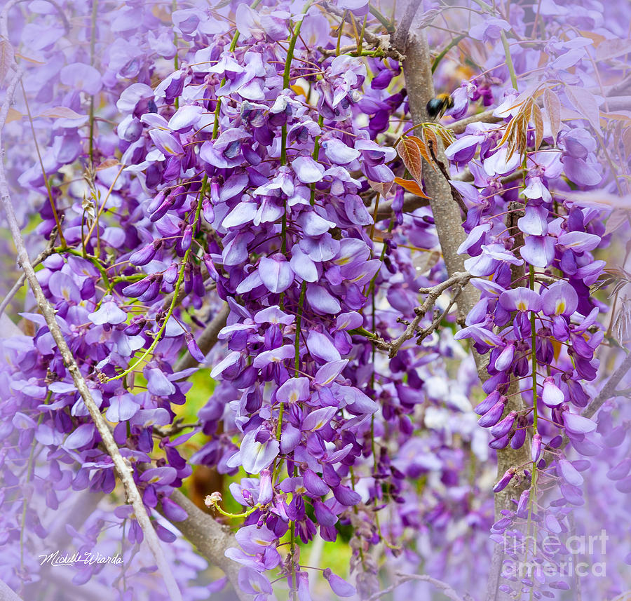 Busy Bee in Wisteria Flowers Photograph by Michelle Constantine
