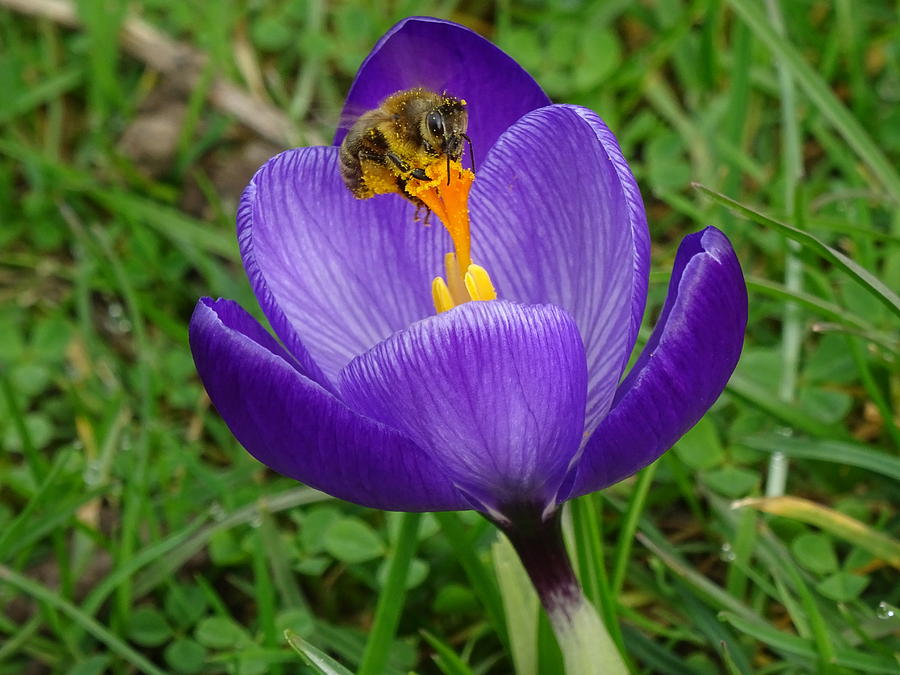 Spring Photograph - Busy Bee by Isabel Proffit