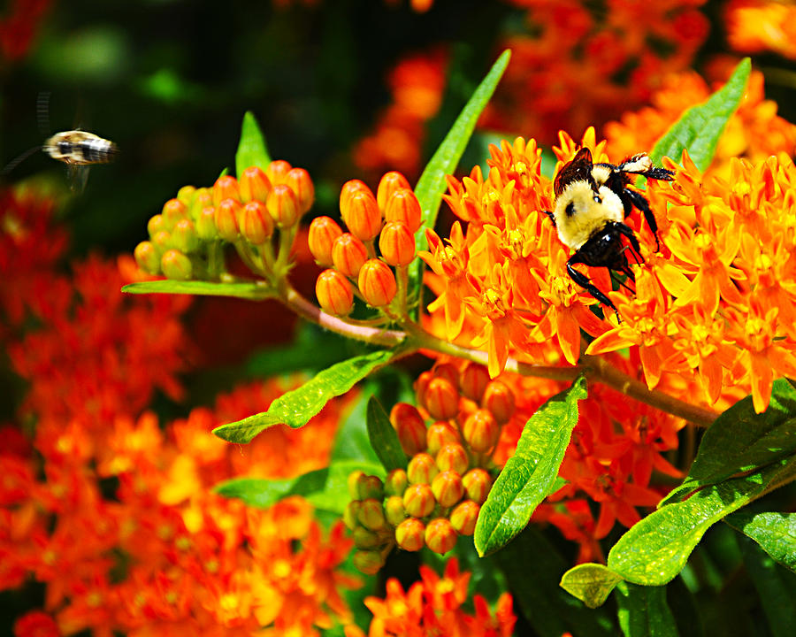 Busy Bee Photograph by JoAnn Lense
