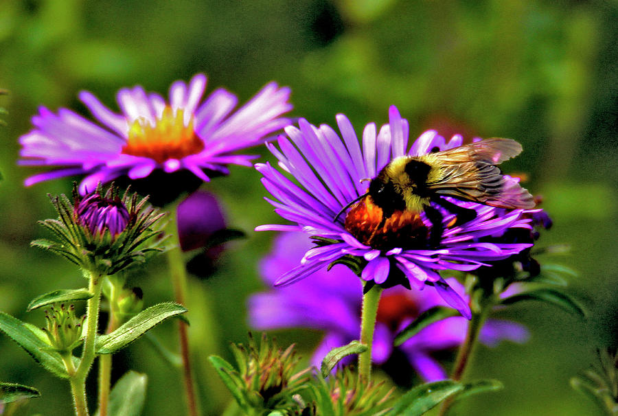 Summer Photograph - Busy Bee by John Turner