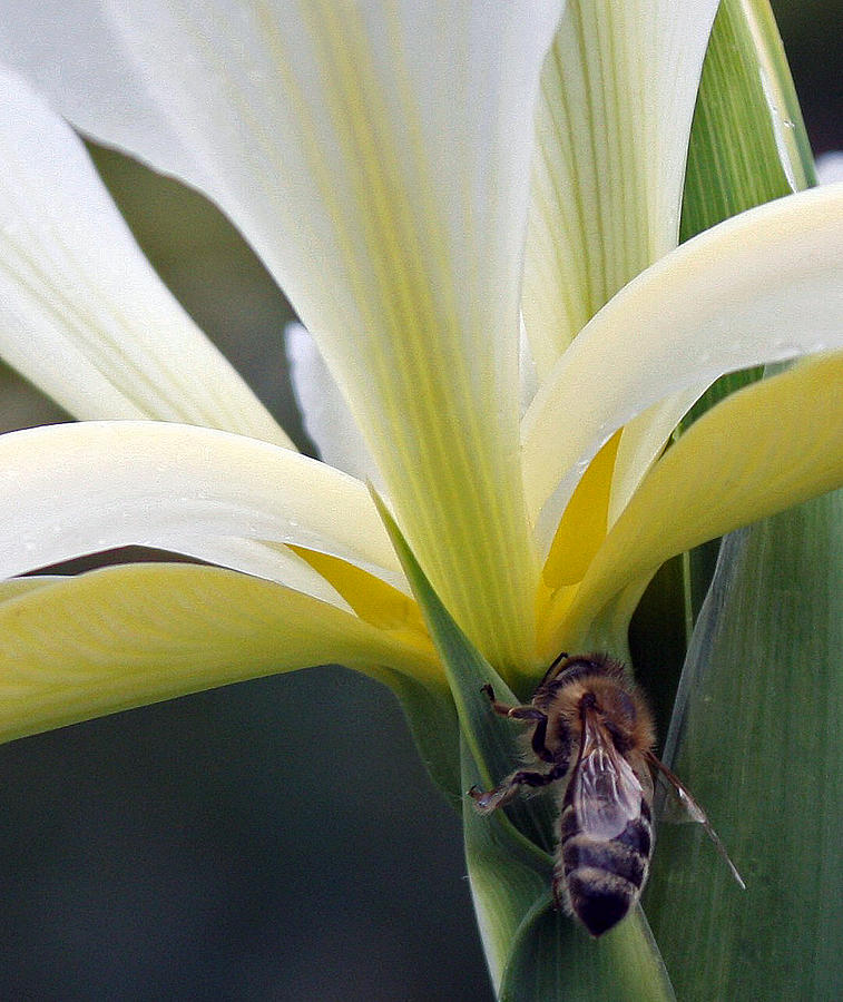 Busy Bee Photograph by Kami McKeon