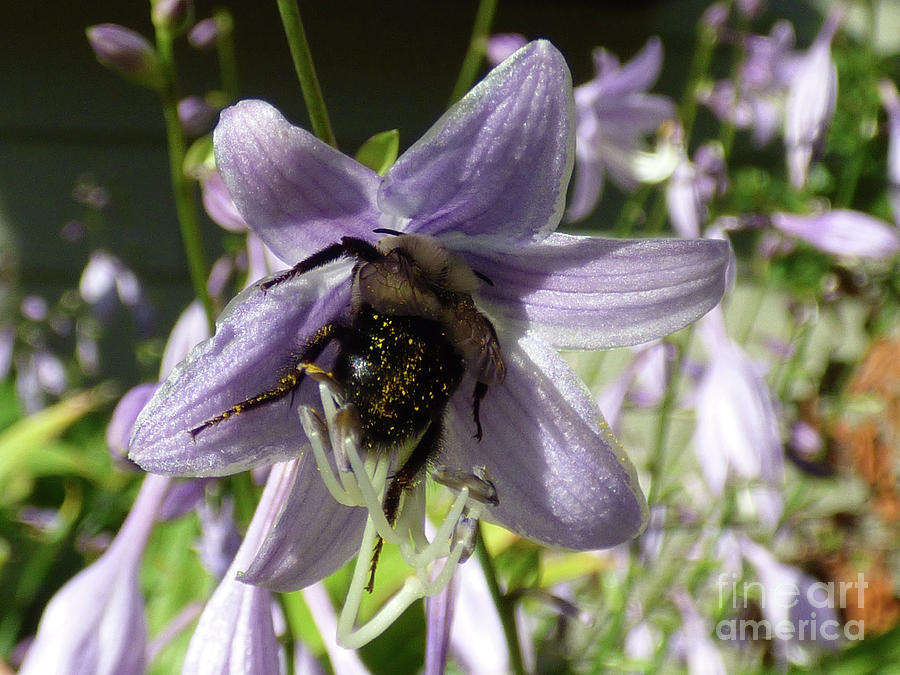 Nature Photograph - Busy Bee by Leara Nicole Morris-Clark