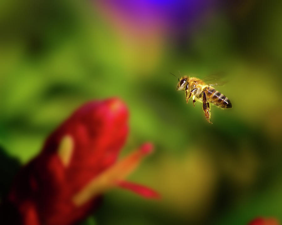 Busy Bee Photograph by Mark Andrew Thomas