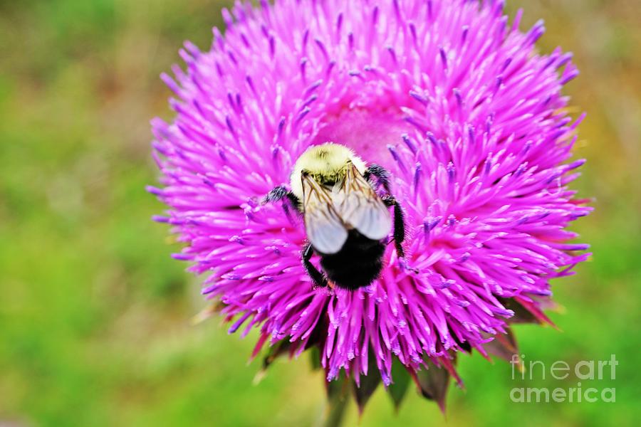 Busy Bee Photograph by Merle Grenz