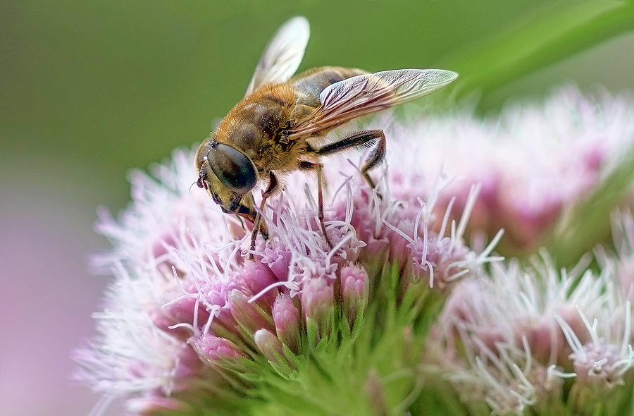 Busy Bee Photograph by Nadia Sanowar