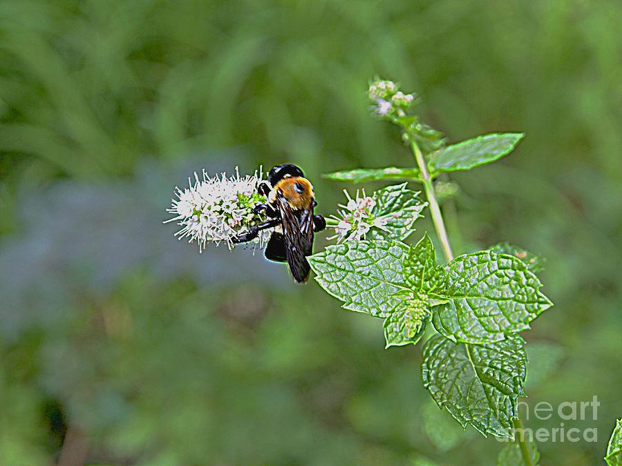 Busy Bee Photograph by Nancy Kane Chapman