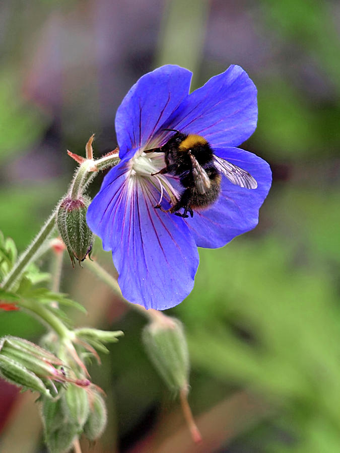 Summer Photograph - Busy Bee On A Blue Geranium by Gill Billington