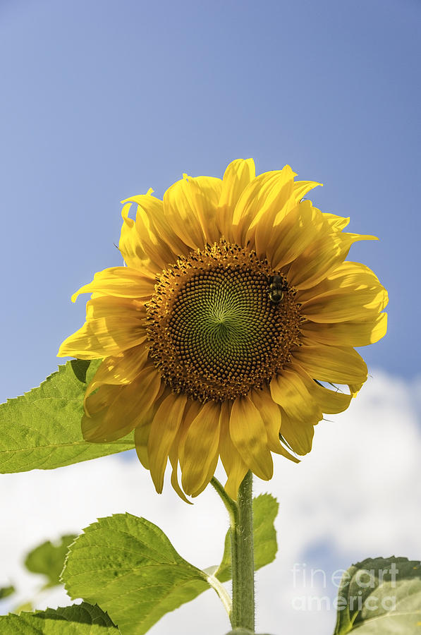Busy Bee on a Sunflower Photograph by Debra Fedchin