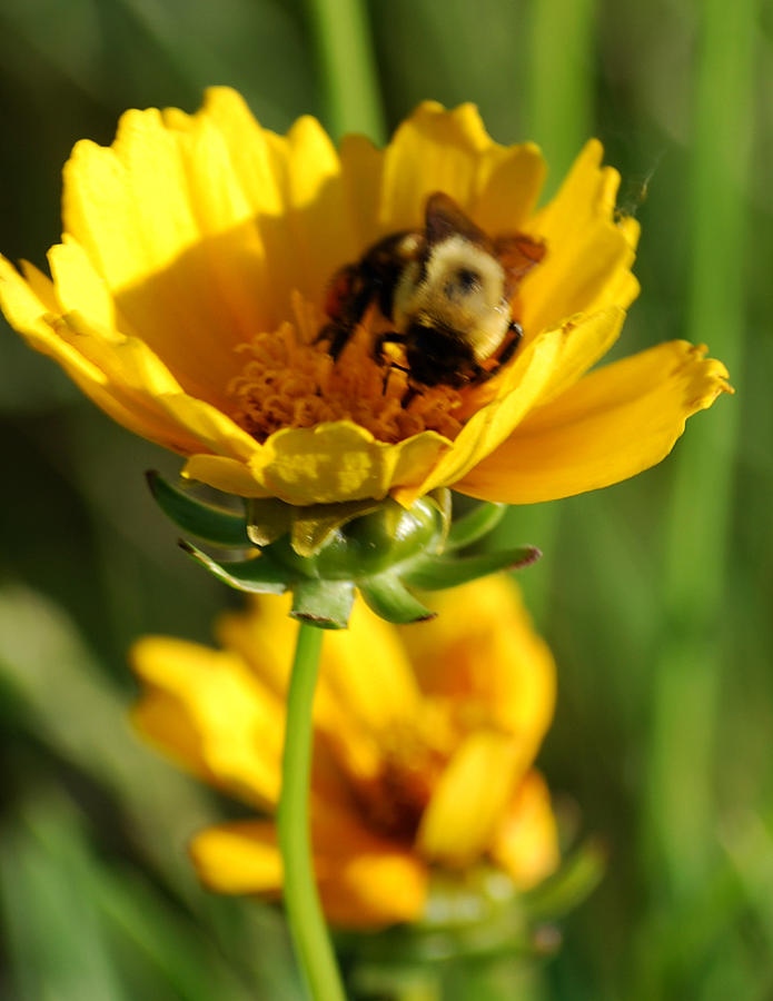 Busy Bee on a Wild Flower Photograph by Michelle BarlondSmith - Fine ...