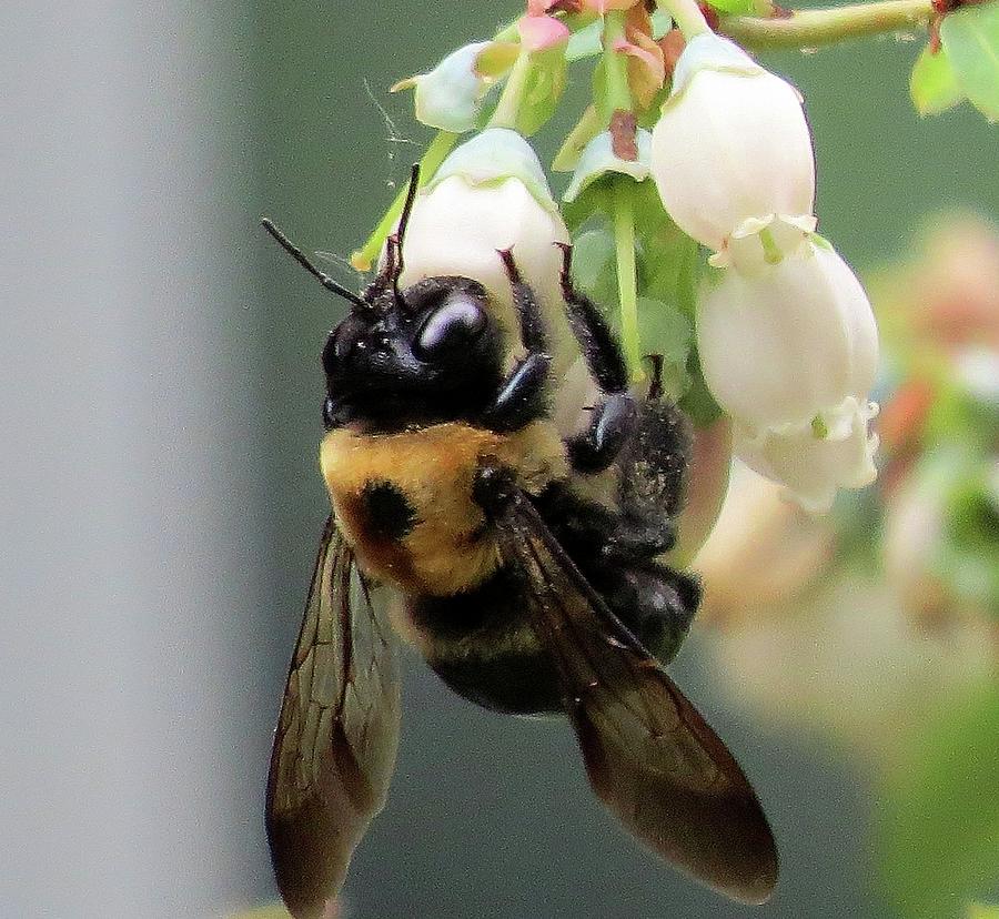 Busy Bee on Blueberry Blossom Photograph by Linda Stern