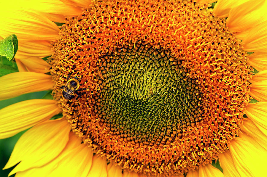 Busy Bee on Sunflower by Sharon Talson Busy Bee on Sunflower by Sharon Talson
