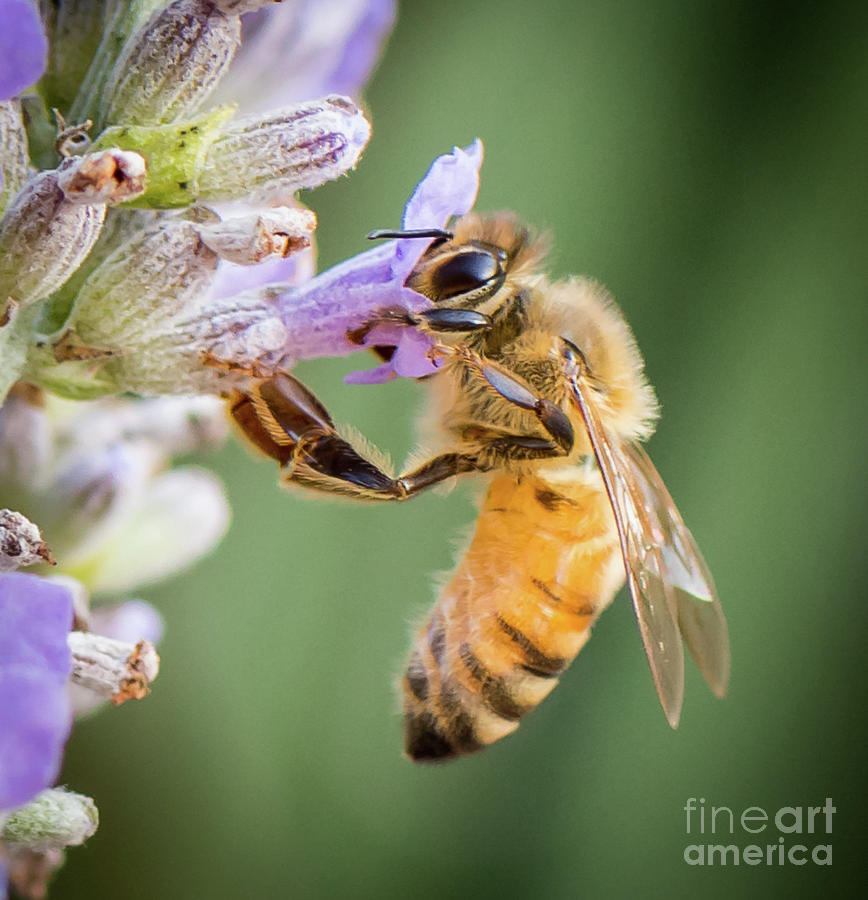 Busy Bee Photograph by Rafia Malik