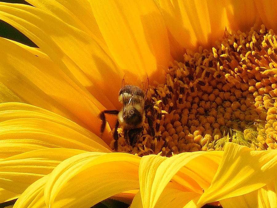 Busy Bee by Rebecca Mento Busy Bee by Rebecca Mento