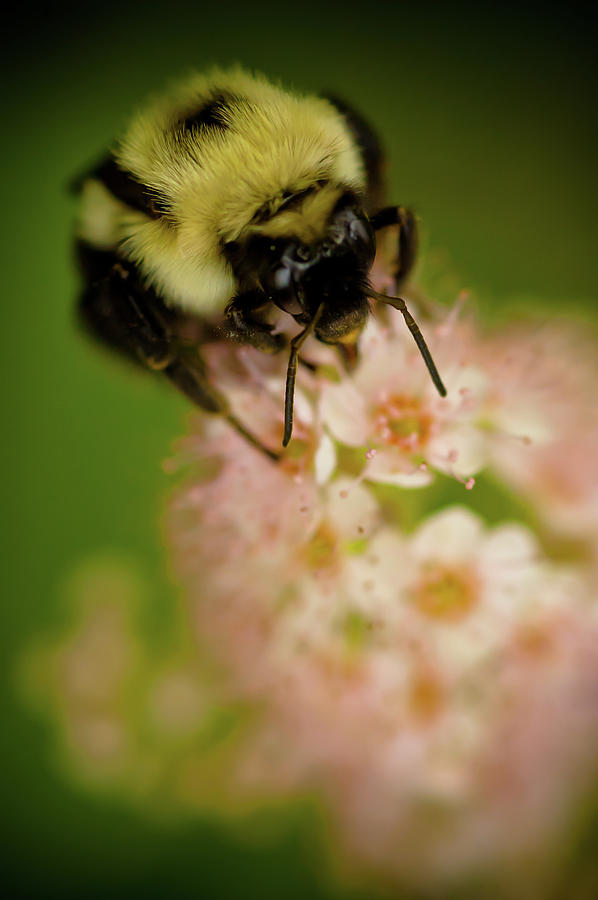 Flowers Still Life Photograph - Busy Bee by Sebastian Musial