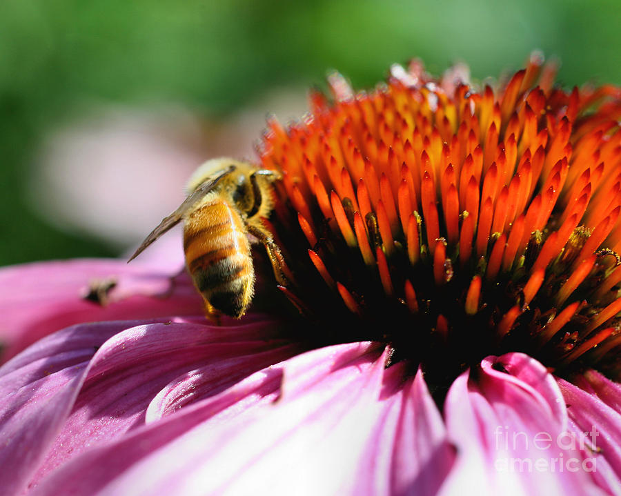 Busy Bee Photograph by Smilin Eyes Treasures