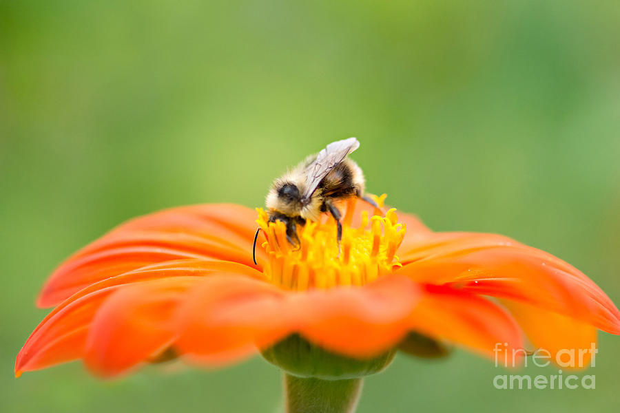 Busy Bee Photograph by Susan Garver Busy Bee Photograph by Susan Garver