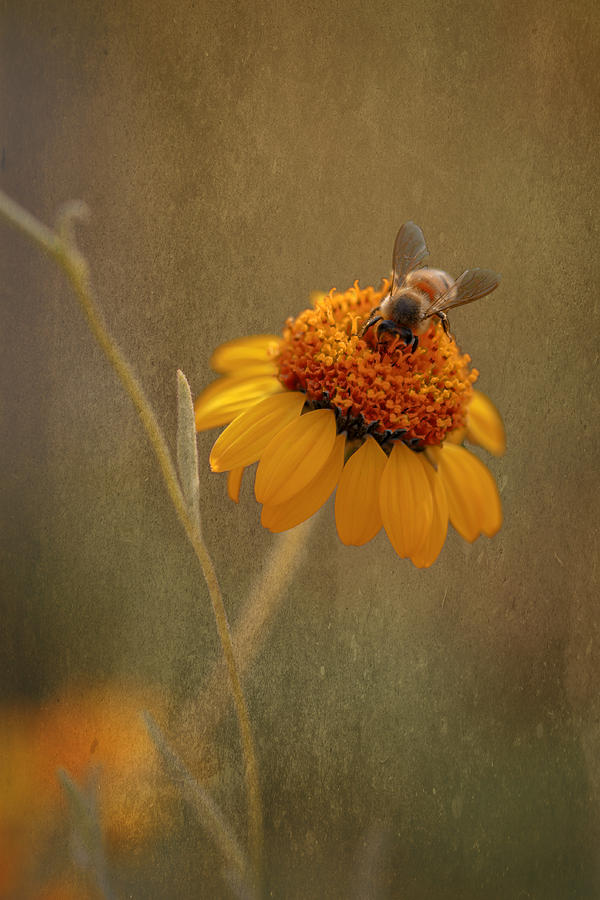 Busy Bee Photograph by Susan Rissi Tregoning