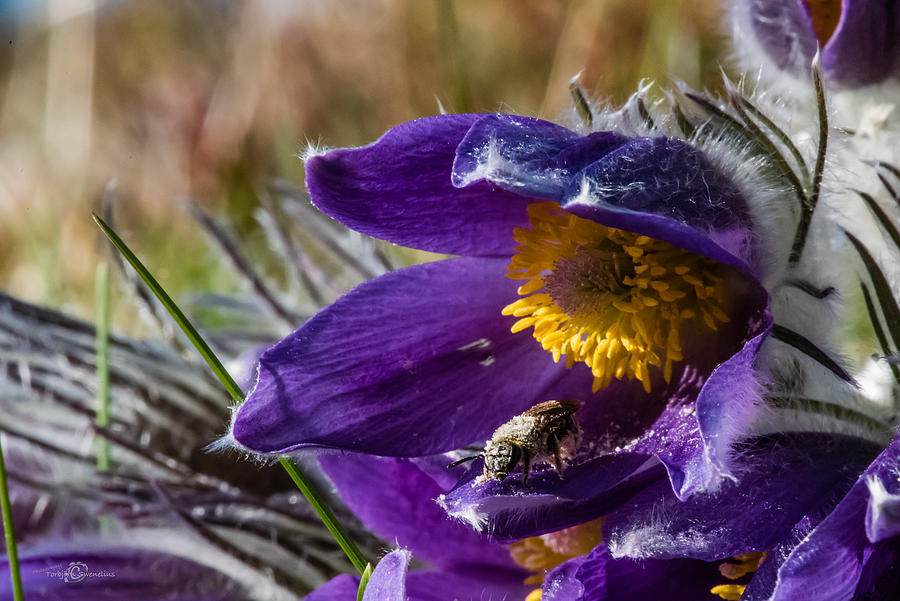 Busy Bee Photograph by Torbjorn Swenelius
