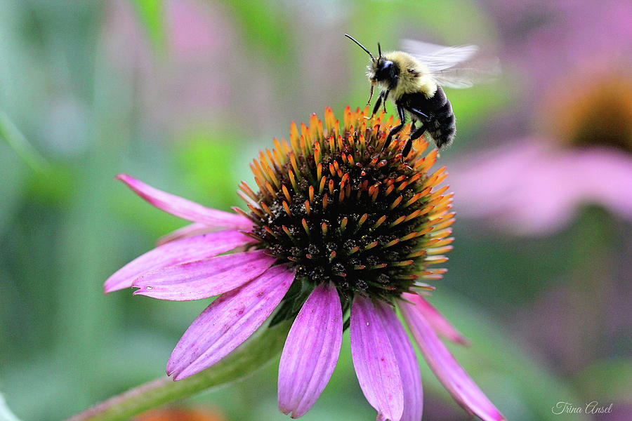 Busy Bee Photograph by Trina Ansel