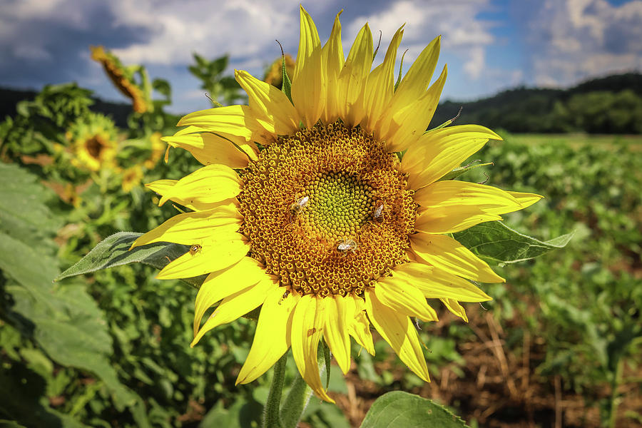 Busy Bees and a Sunflower Photograph by Dana Foreman