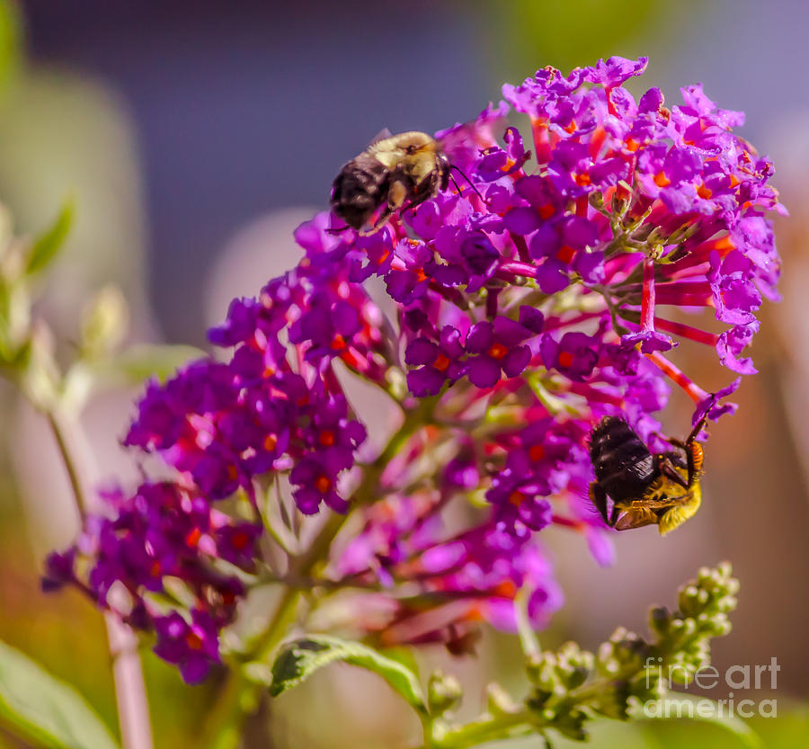 Busy bees Photograph by Claudia M Photography