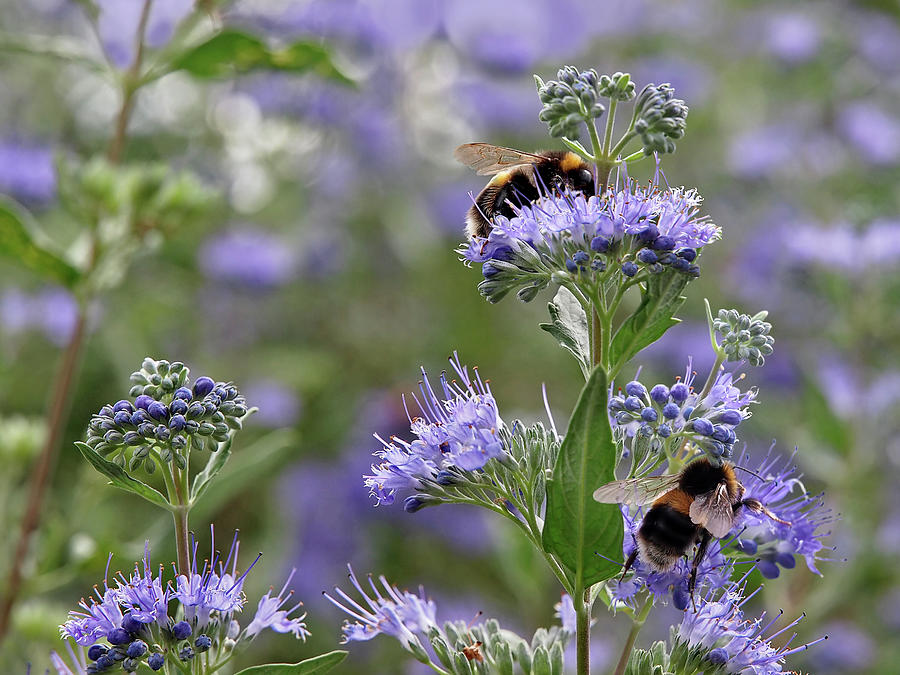 Busy Bees Photograph by Gill Billington