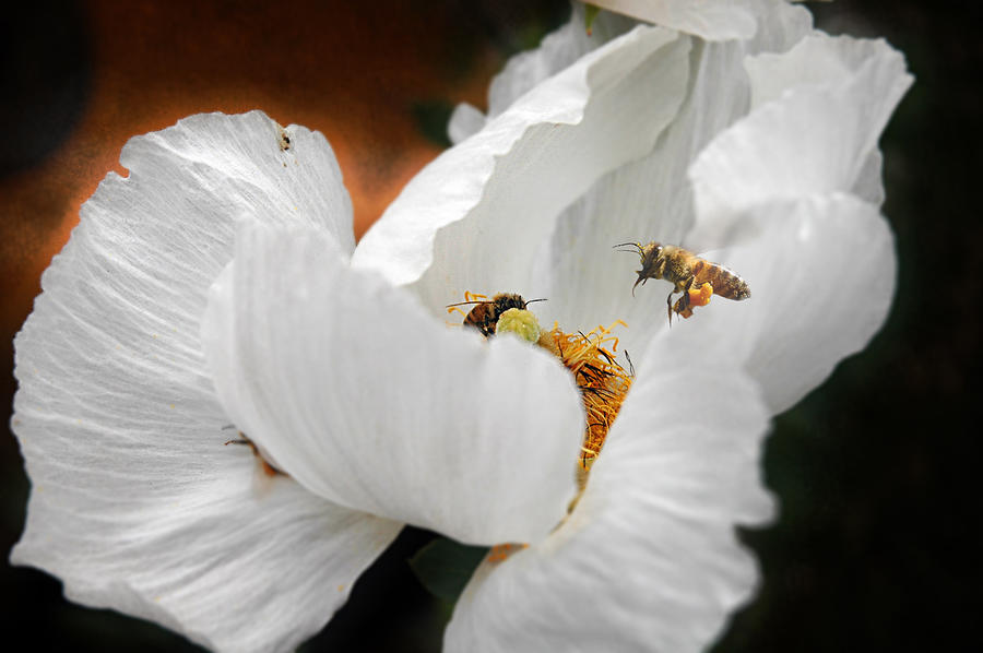 Busy bees Photograph by Jeff Burgess