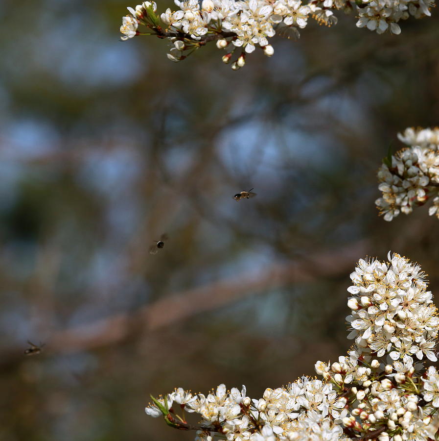 Busy Bees Photograph by Mark Salamon