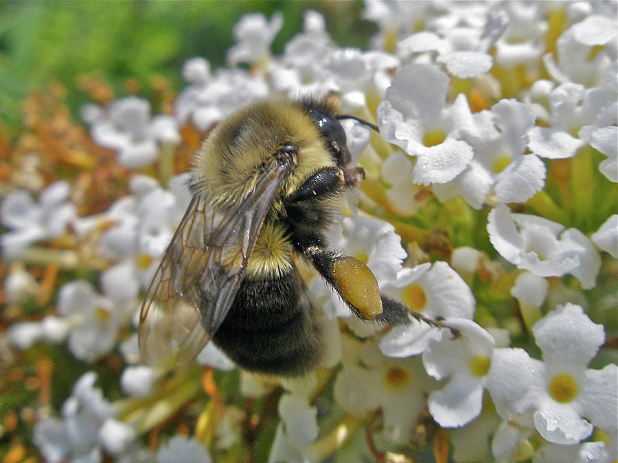 Busy Bumble Bee Photograph by Carol Senske