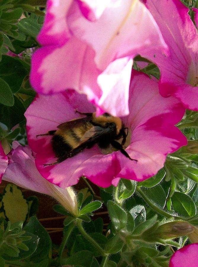 Busy Bumble Bee Photograph by Sharon Duguay