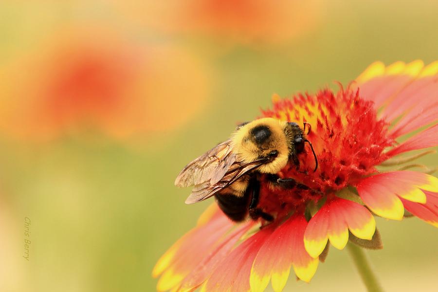 Busy Bumblebee Photograph by Chris Berry