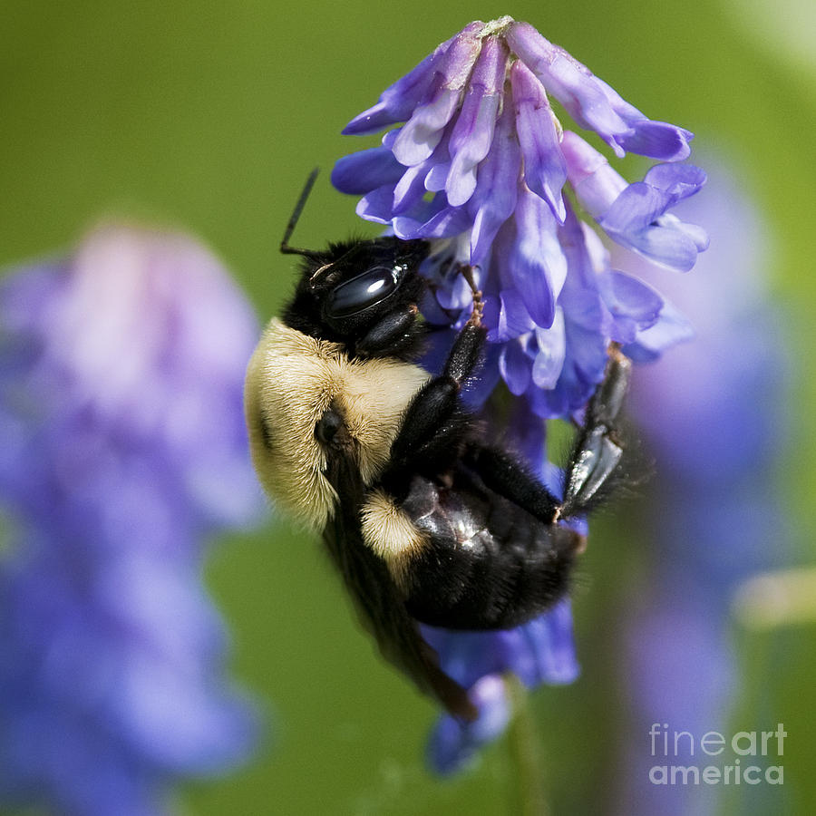 Busy Bumblebee.. Photograph
