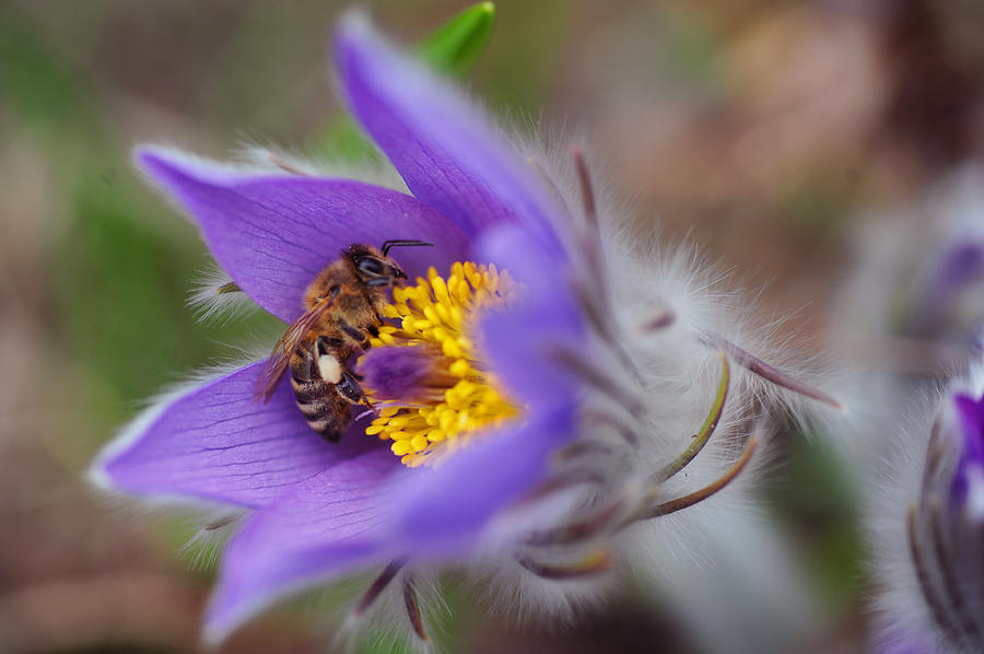 Busy Busy Bee on Pasqueflower Photograph by Jenny Rainbow