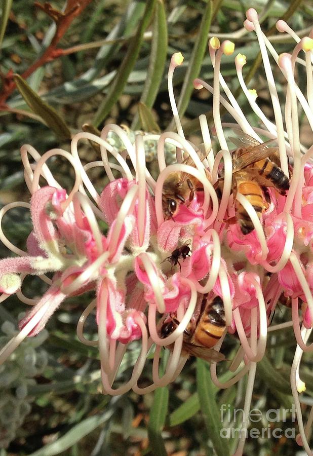 Busy Buzzing Bees on Grevillea Flower Photograph by By Divine Light