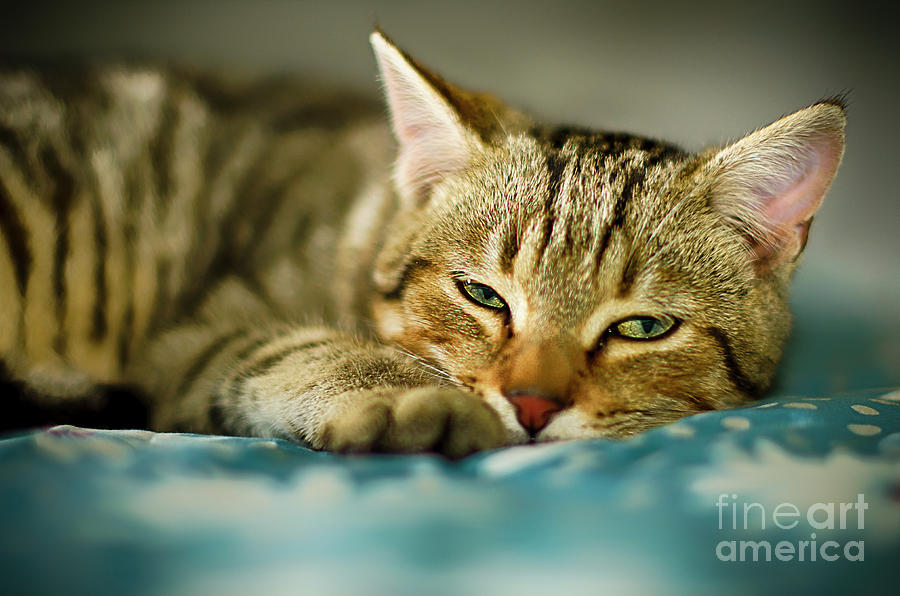 Busy day by Alessandro Giorgi Art Photography Busy day by Alessandro Giorgi Art Photography