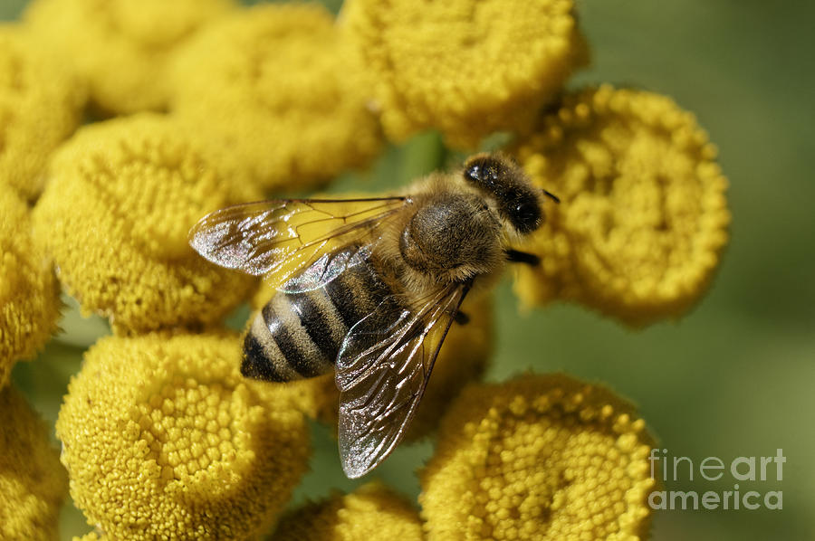 Busy honey bee Photograph by John  Mitchell
