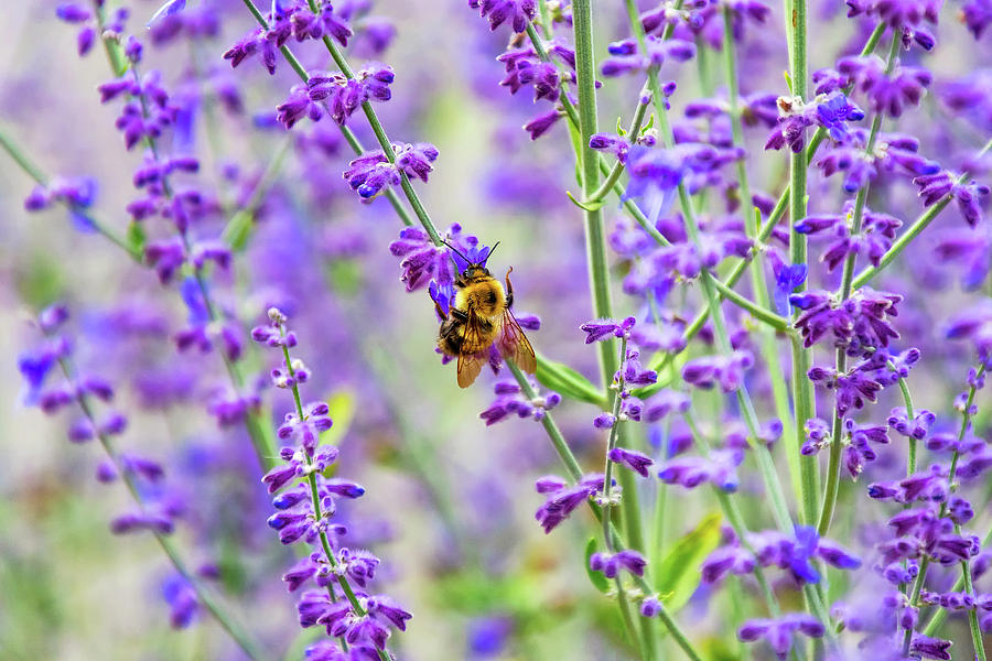 Busy In Lavender 2 Photograph by Steve Harrington