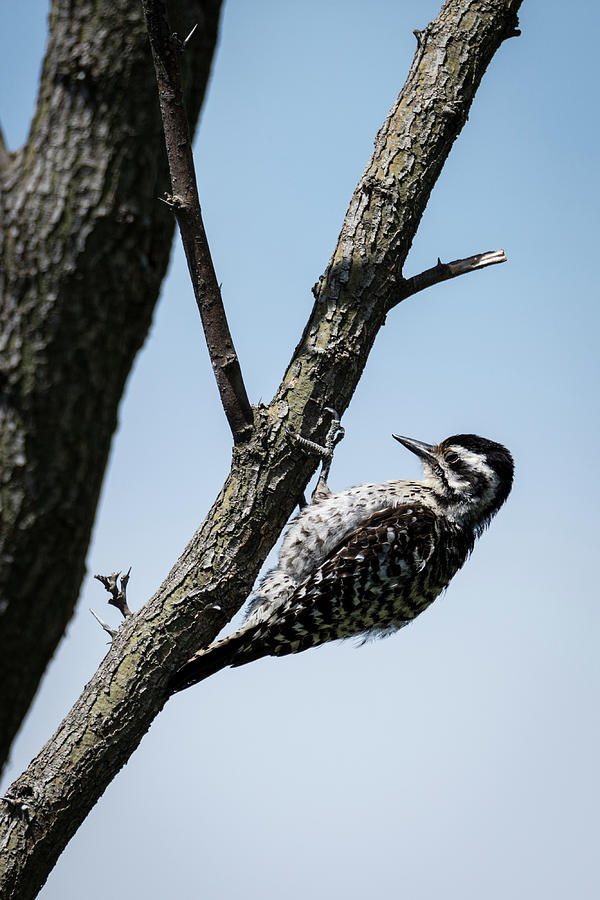 Busy Ladder-backed Woodpecker Photograph