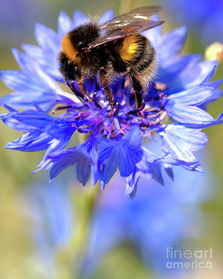 Busy Little Bee Photograph by Stephen Melia