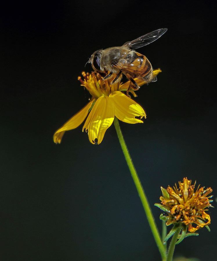 Busy Little Bee Photograph by Elaine Malott