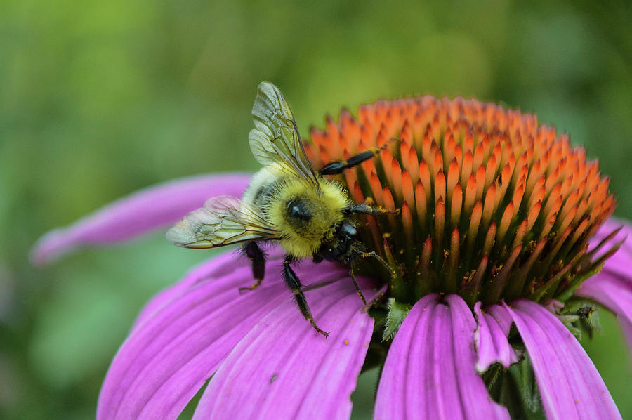 Busy Little Bee Photograph by Michelle Williams - Fine Art America