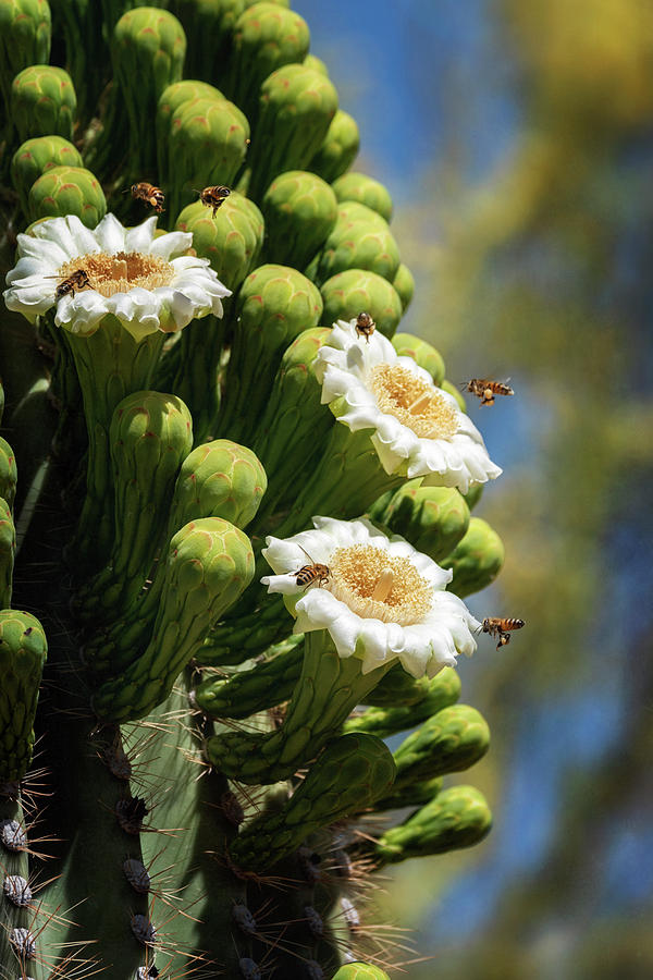 Busy Little Bees on Saguaro Flowers  Photograph by Saija Lehtonen