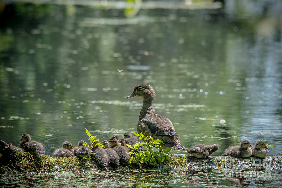 Busy Mother Wood duck Photograph by Cheryl Baxter