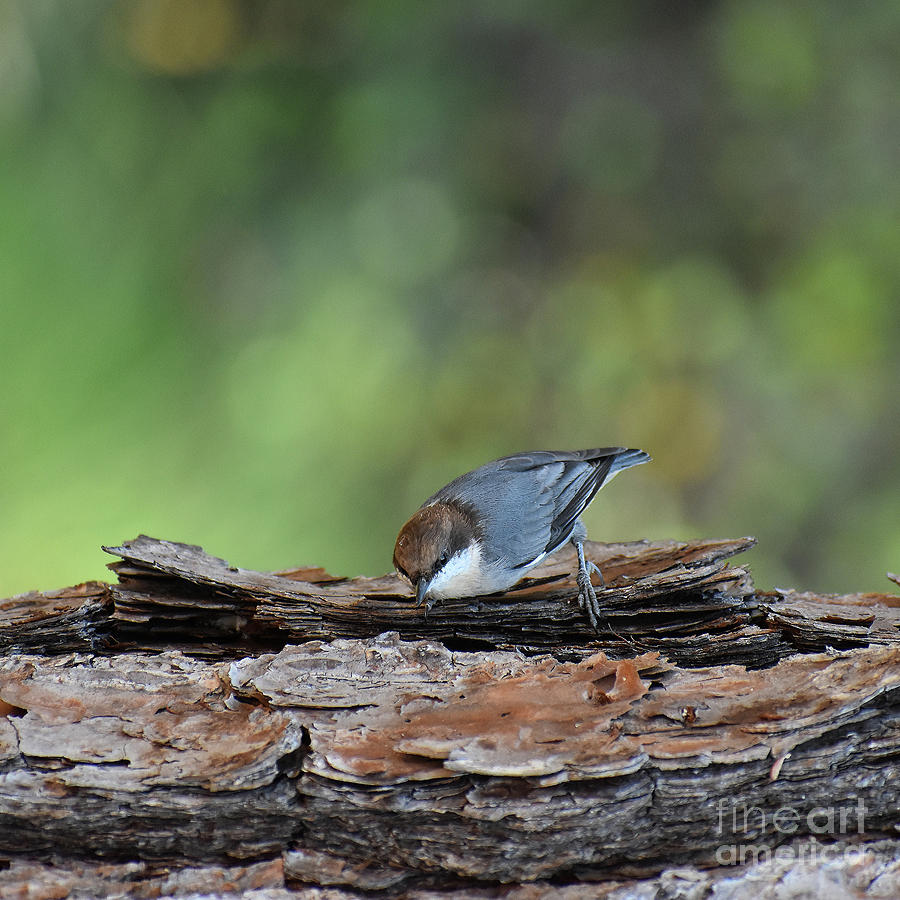 Busy Nuthatch Photograph by Skip Willits