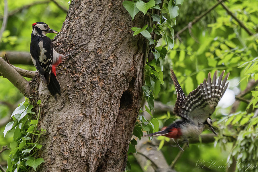 Busy Parents. Great Spotted Woodpecker pair Photograph by Wendy Cooper