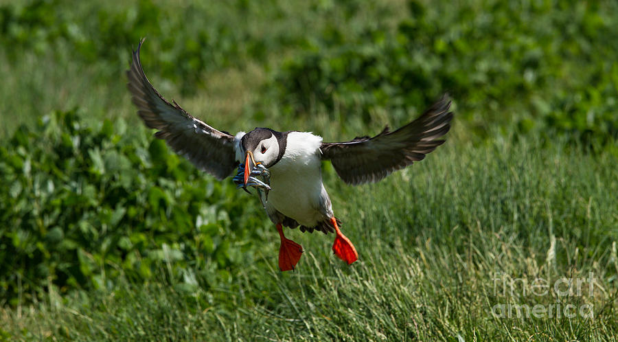 Busy Puffin Photograph by Tracey Hunnewell