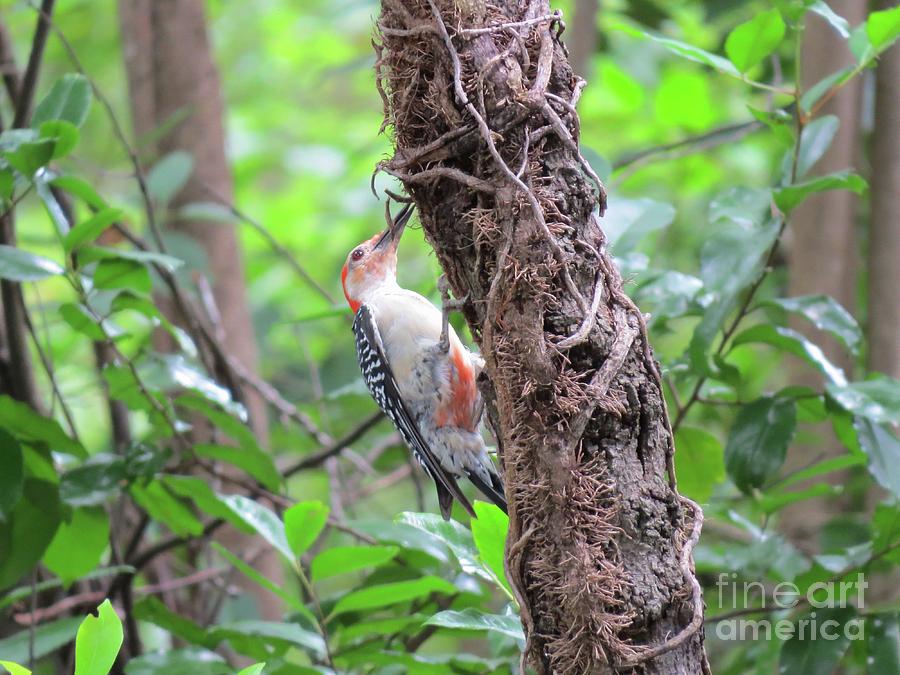 Busy Red-bellied Woodpecker Photograph