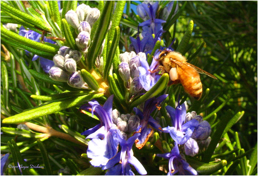 Busy Rosemary Honeybee Photograph by Joyce Dickens